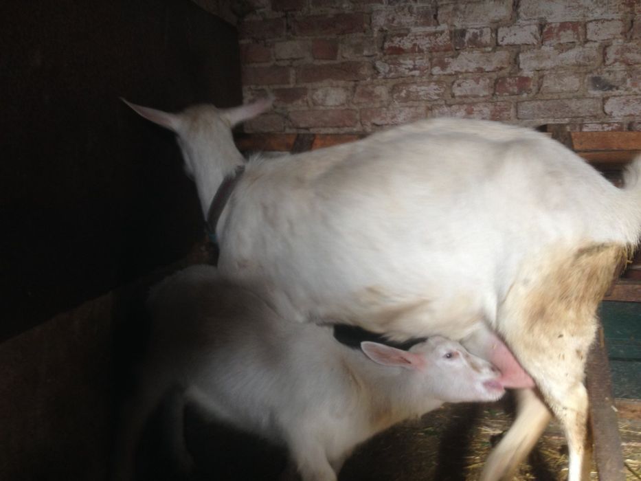 Продаються зааненские и заано-нубийские козы и козочки разного возраст