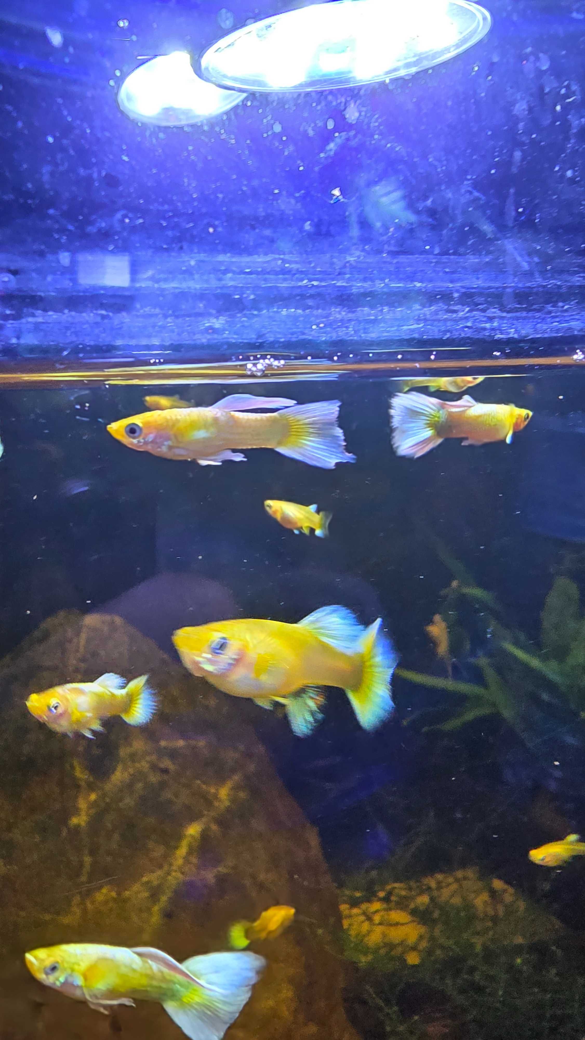 Guppy Full Gold - Puros