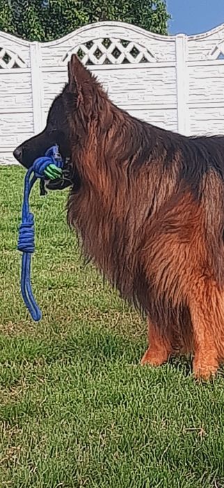 Owczarek niemiecki Piesek ZKwP