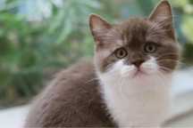 Macho British Shorthair com LOP