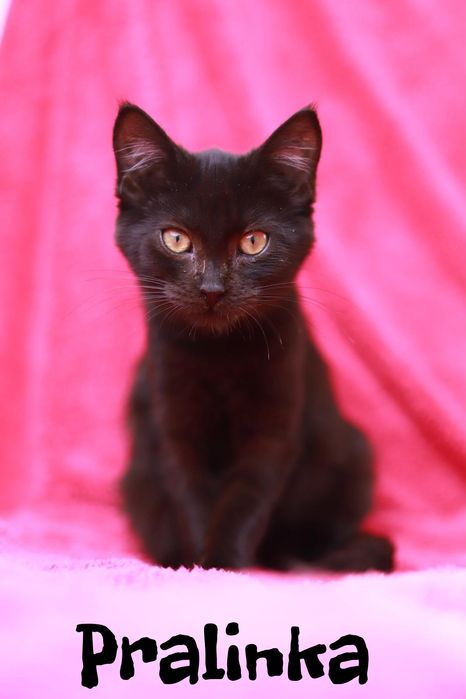 Gdy zimno Ci i źle, do kotka przytul się.. czekają do adopcji