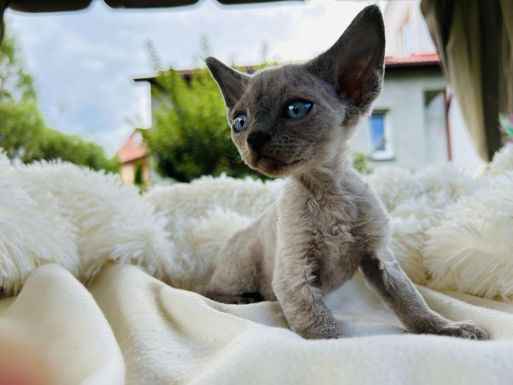 Kocurek niebieski point niebieskooki Devon Rex