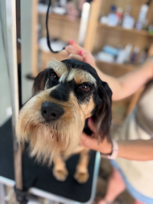 Cuidados Profissionais para o Seu Patudo