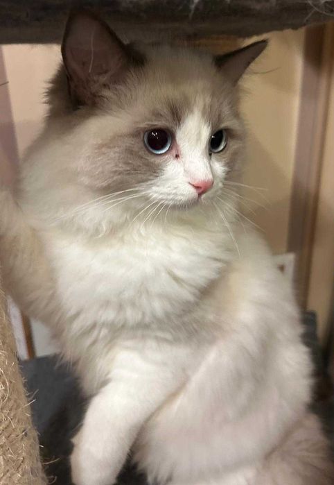 Uroczy kocurek Irwin rasy Ragdoll
