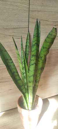 Sansevieria Silver Princes