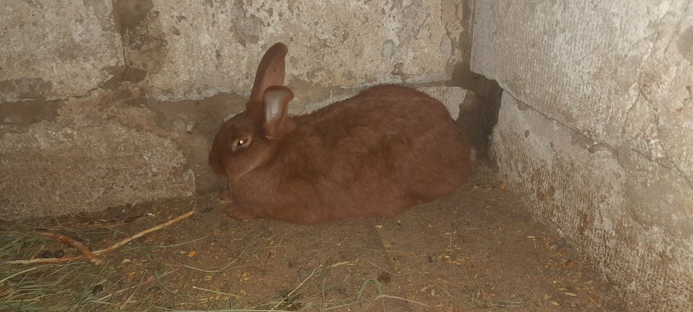 Продаються кроленята, 150грн. Кролі. Кроленята.