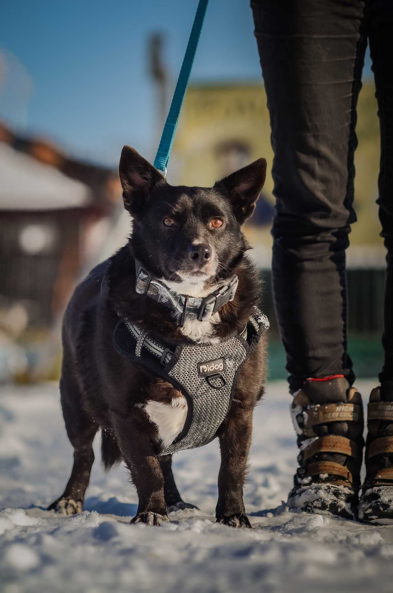 Krepelek z pewnością wytupta ścieżkę do Twojego serca