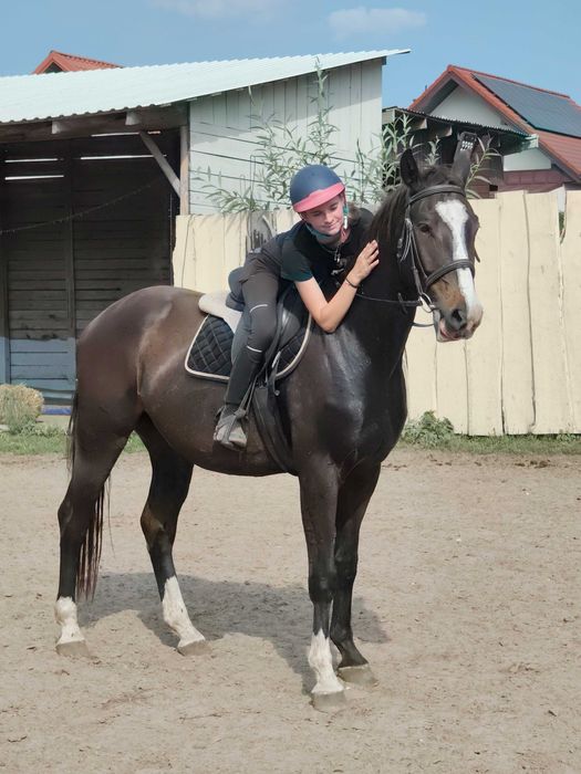 Wałach wlkp po Rumianku