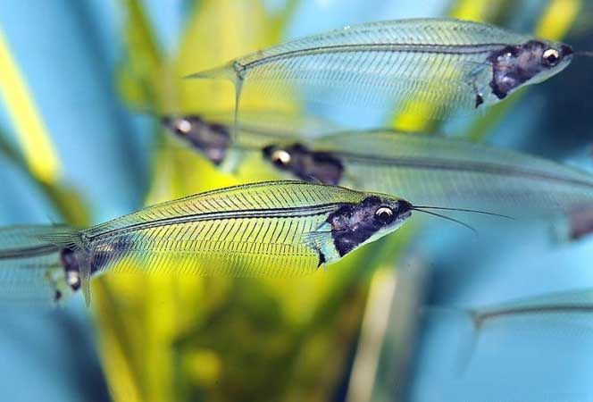 GB sumik szklisty (Kryptopterus bicirrhis)