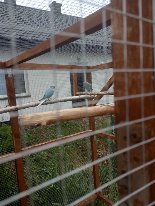 Aleksandretty. obrożne