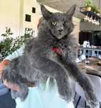 Piękny niebieski kocurek Maine Coon