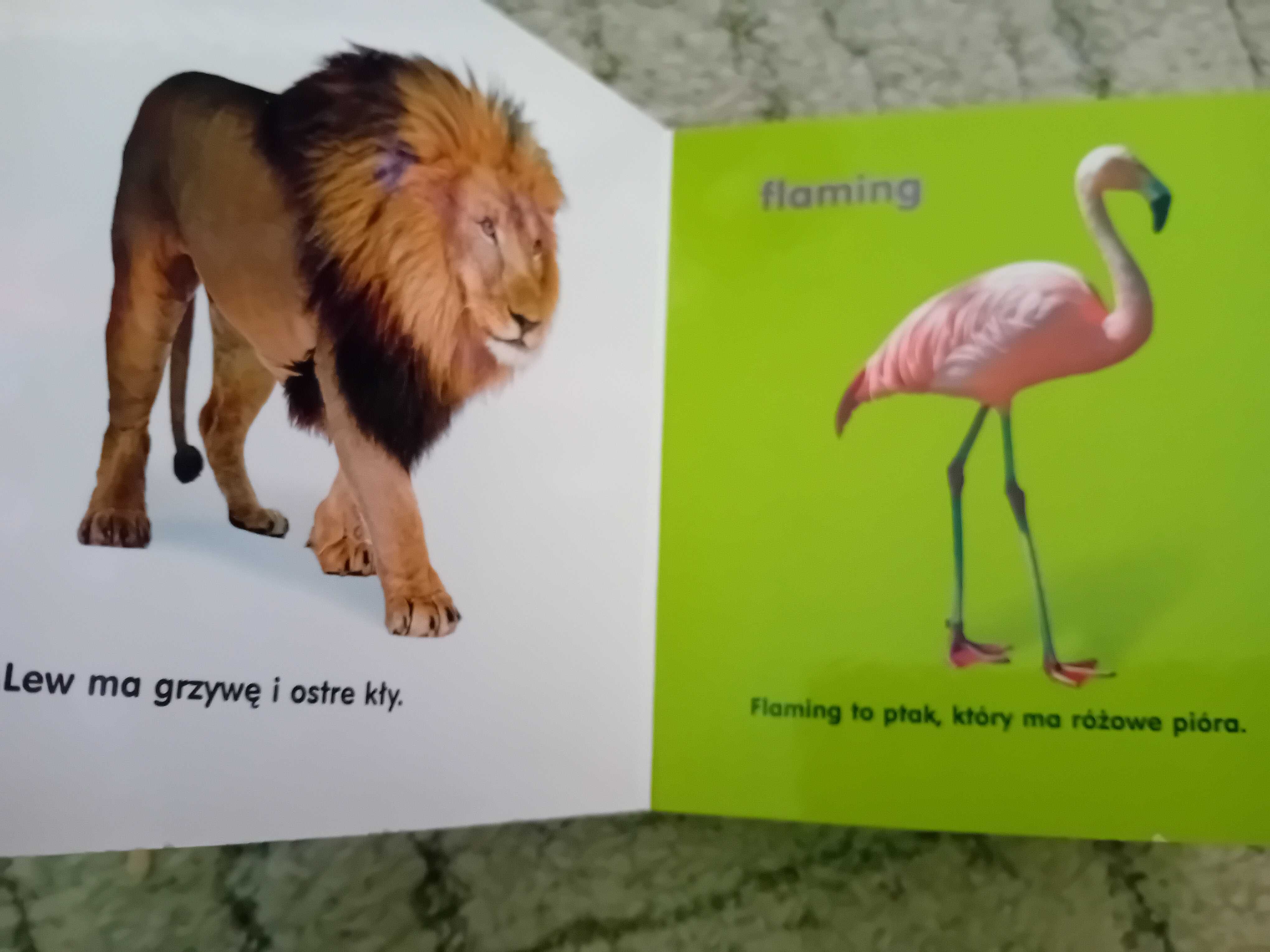 Książeczka rosnę i poznaję zwierzęta w zoo
