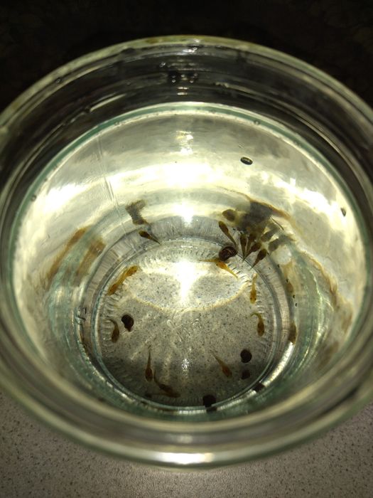 Продам аквариумных сомиков анциструс мальков 15 шт ,, недорого,,