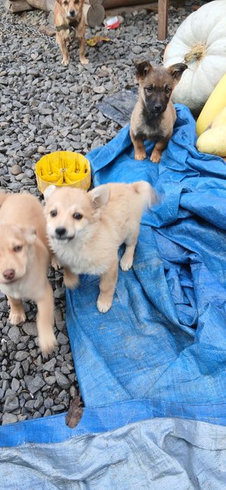 Карликові цуценята