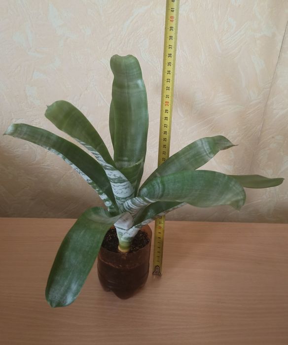 Цветок Эхмея полосатая "Праймера" .