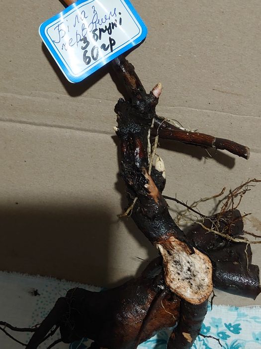 Півонії білого кольору Festiva Maxima, бордова Felix Crousse