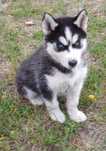 Szczeniak Syberian husky