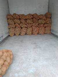 Ziemniaki jadalne sadzeniak Bellarosa