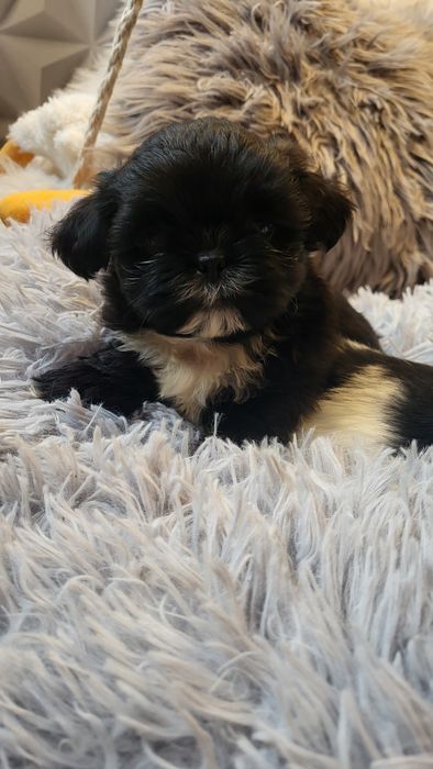 Shih-tzu shihtzu pies samiec z  rodowodem