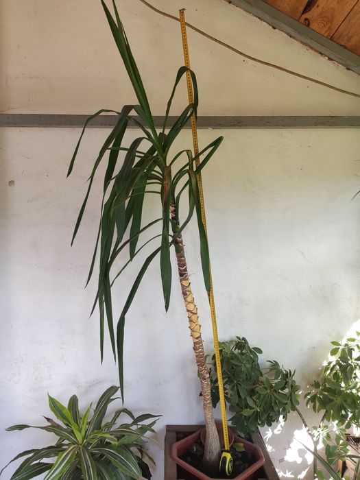 Продам Юкка кімнатна