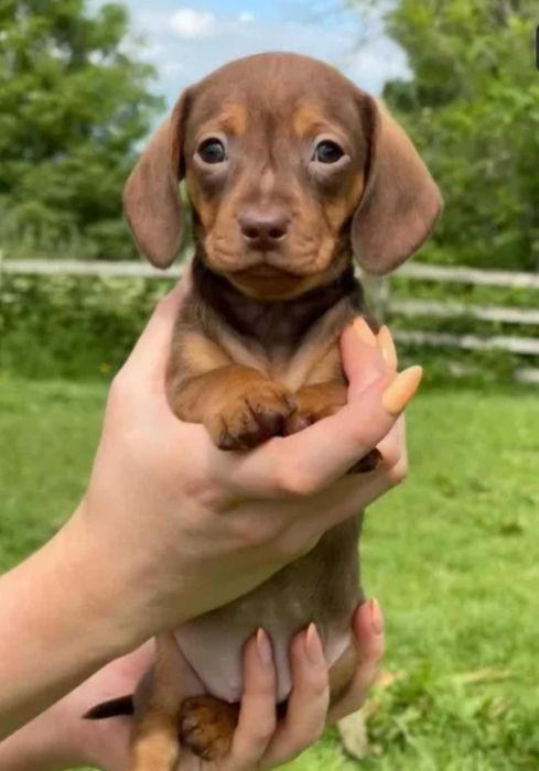 Teckel Miniatura - MACHO CHOCOLATE TAN