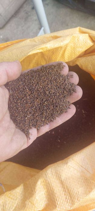 Facelia błękitna na poplon lub pożytek dla pszczół miododajna