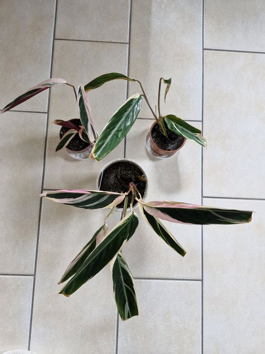 Stromananthe triostar, philidendron