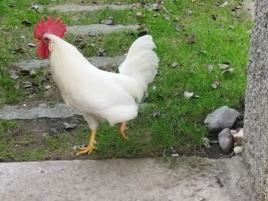 Galo Leghorn / Legorne Branco