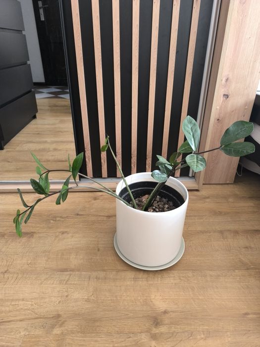 Kwiaty Zamiokulkas zamiolistny + Kaktusy wysokość 40-50cm