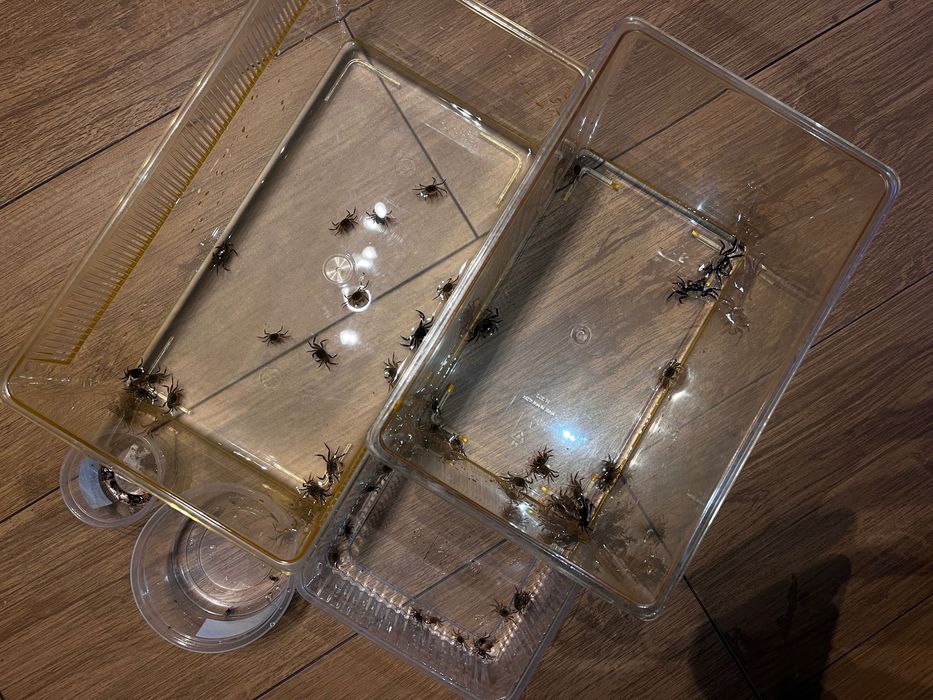 Kraby Geosesarma Dennerle