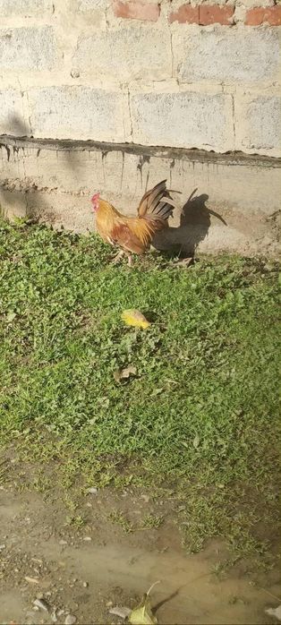 Kogótki i liliputki