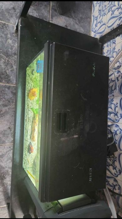 Aquário médio peixes