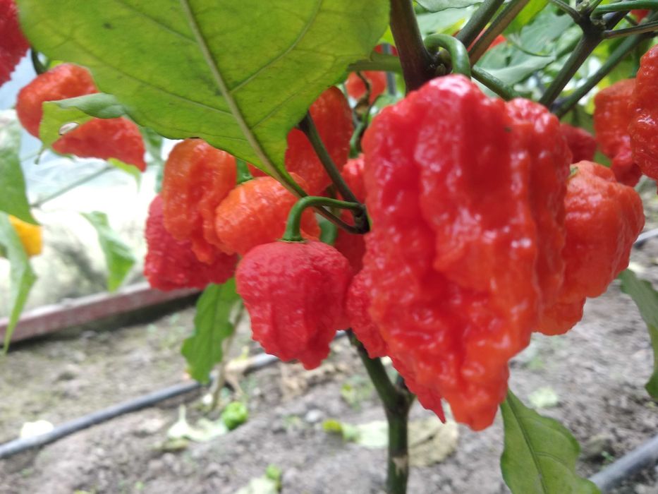 Papryka chili - carolina reaper, dragon's breath, habanero, piri-piri