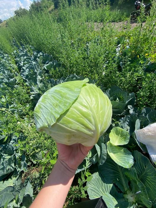 Продам Капуста Агресор