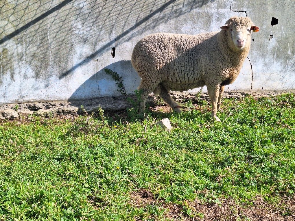 Carneiro ild de france