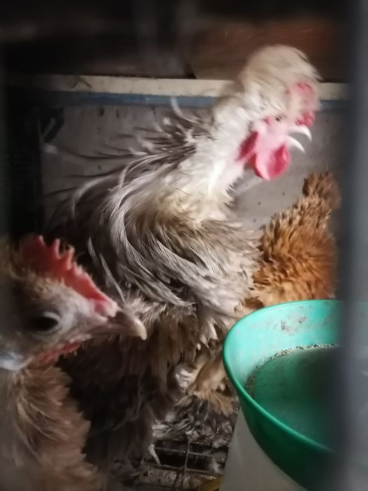 Куры корольки помеси выставочный пород