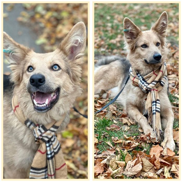 отдам бесплатно собаку, Ириска очень красивая