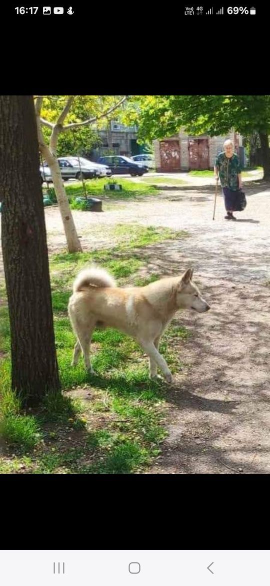 Найдена собака хаски