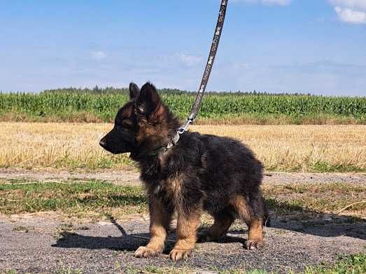 Owczarek niemiecki długowłosy PIESEK