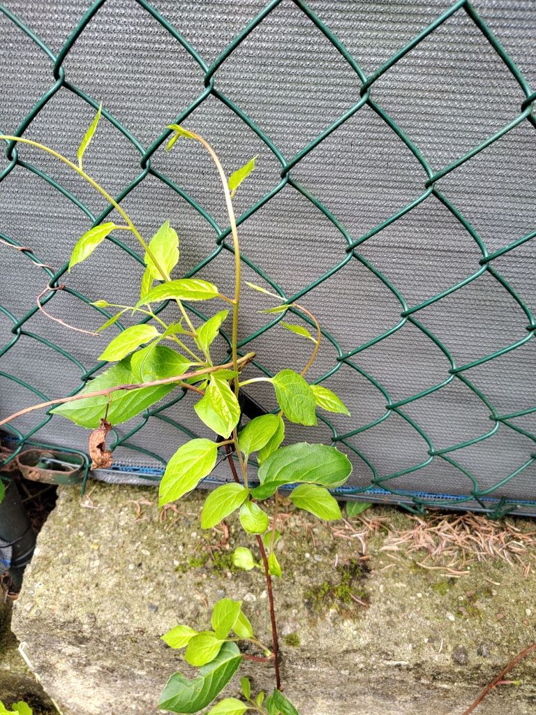 Siatka ogrodzeniowa 6x6cm podpora do roślin uchyt pergola do winorosli