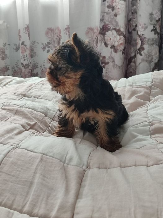 Suczka Yorkshire Terrier Miniaturka