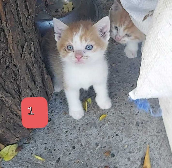 Oddam Kotki w dobre ręce :)