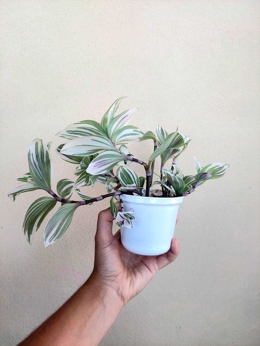 Tradescantia Brightness