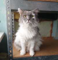 Пушистый кот, белый с дымчатым, 5-6 лет, кастрирован