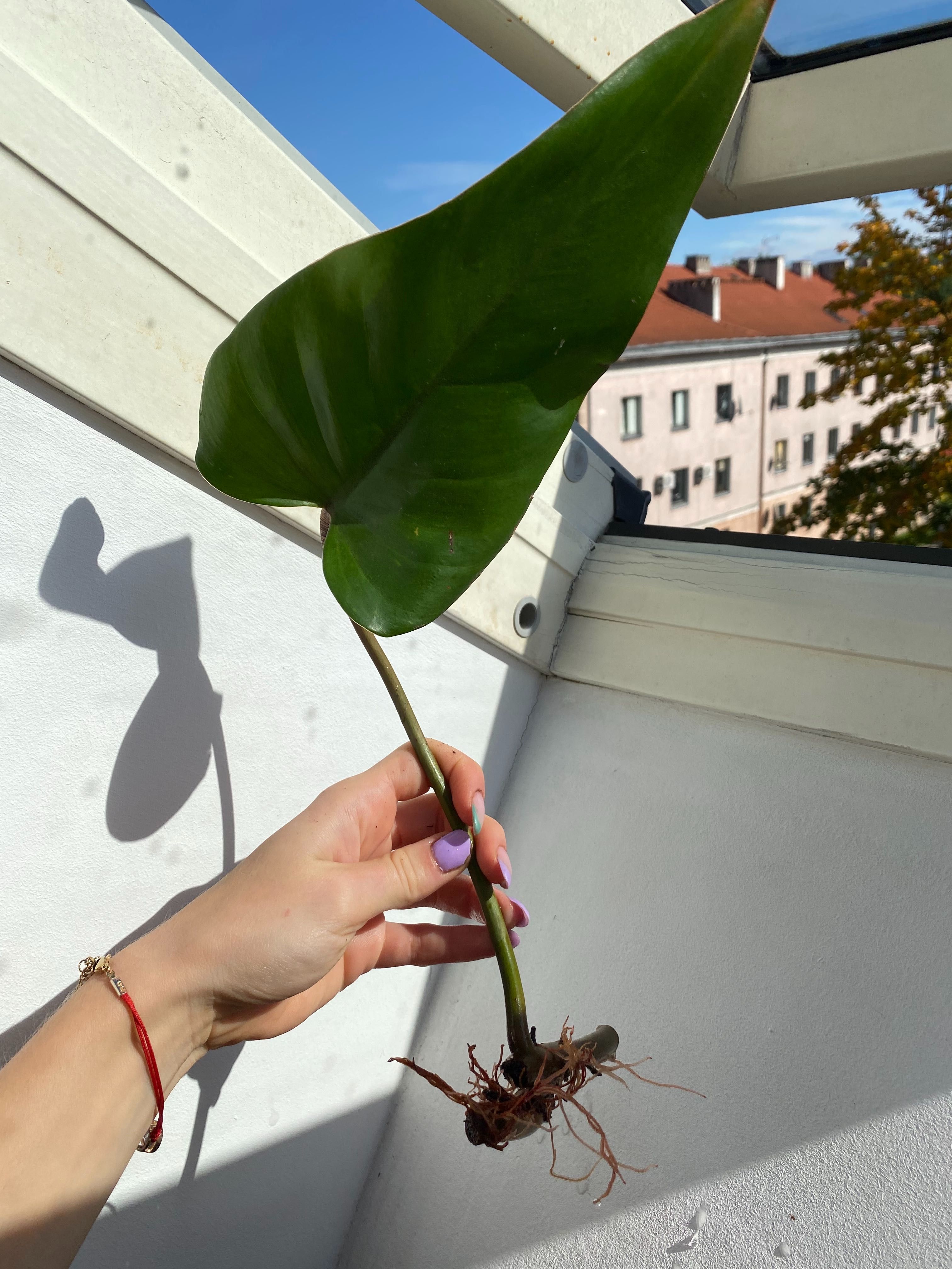 Philodendron Twin Wing