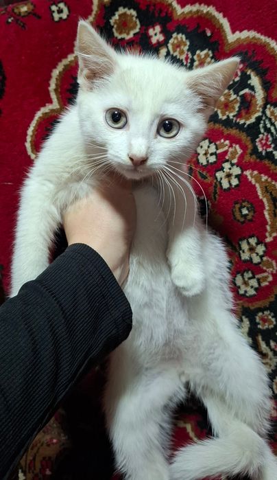 Котики шукають люблячу сім'ю