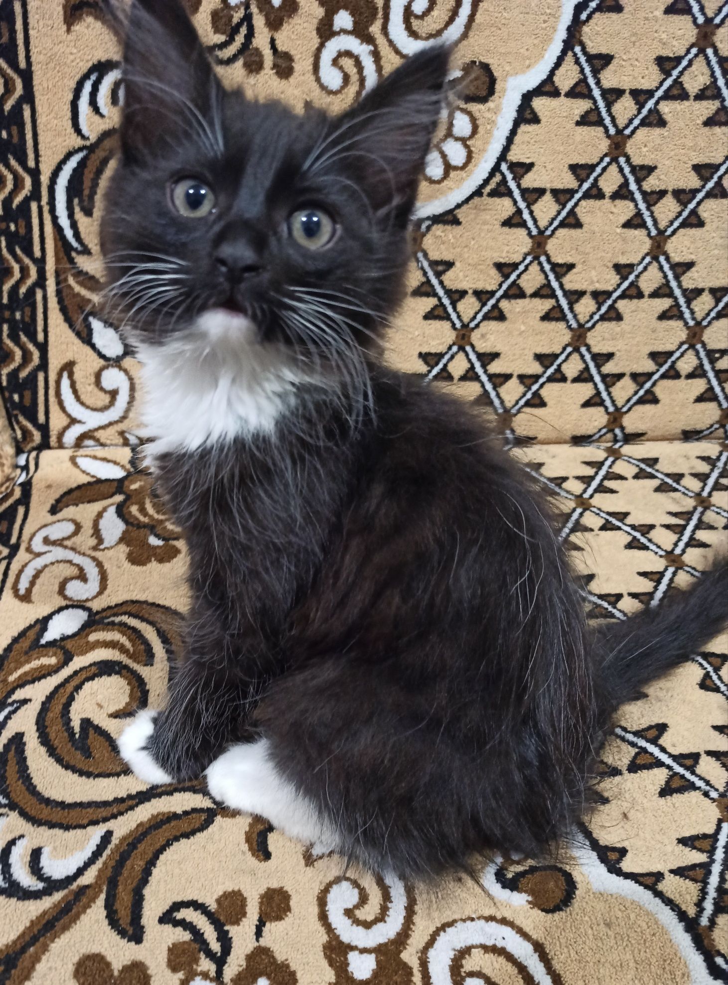 Котик в добрі руки