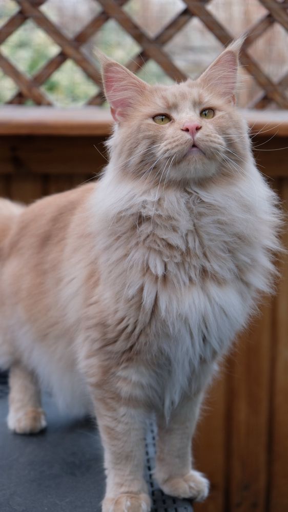 Maine coon kotka niebieski dymny szylkret z bielą FPL