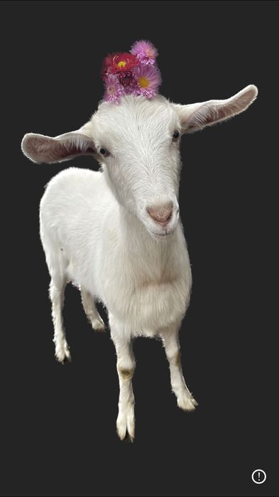 Продаються молоді молочні кози