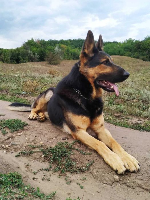 Вівчарка Бакс, хлопчик, 7 років, шукає нову родину